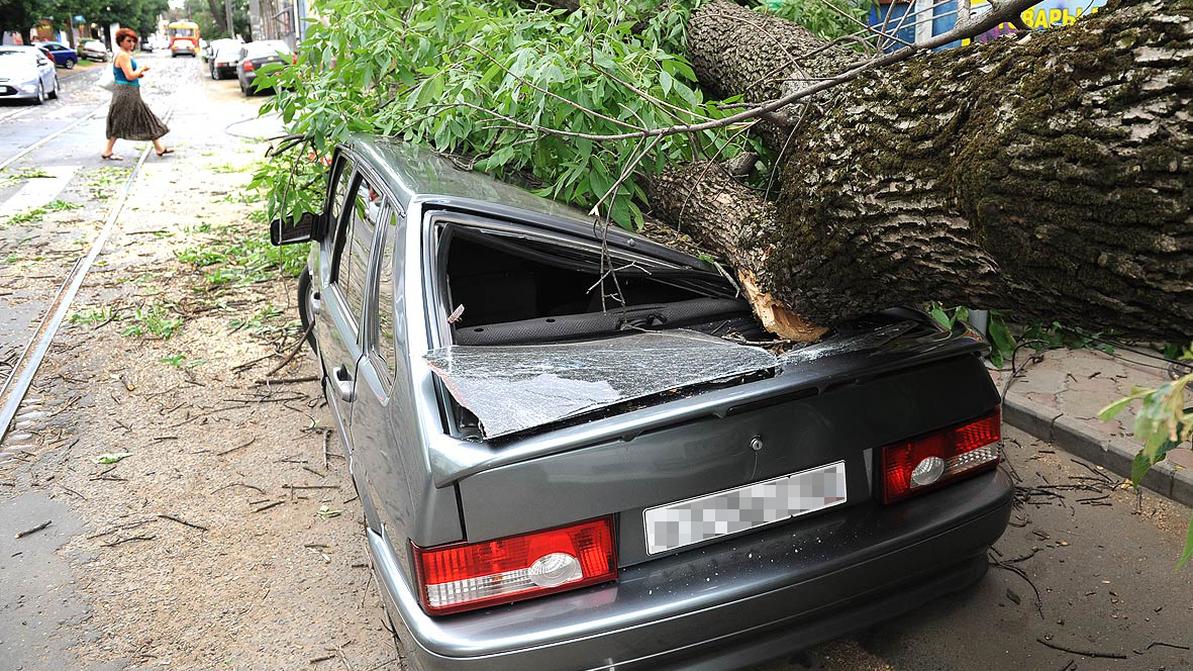 Как отсудить деньги за упавшее на машину дерево