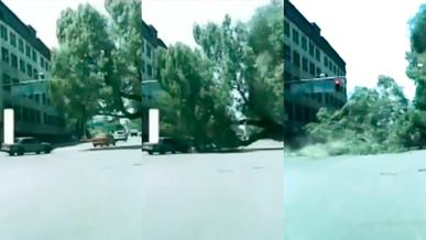 Падение дерева на Mercedes-Benz в Алматы заснял видеорегистратор
