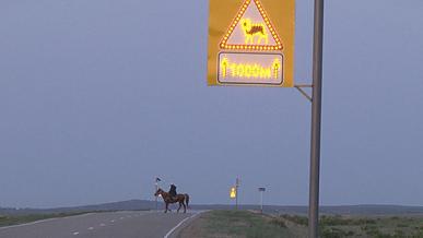Моргающие знаки «Перегон скота» начали испытывать на дорогах