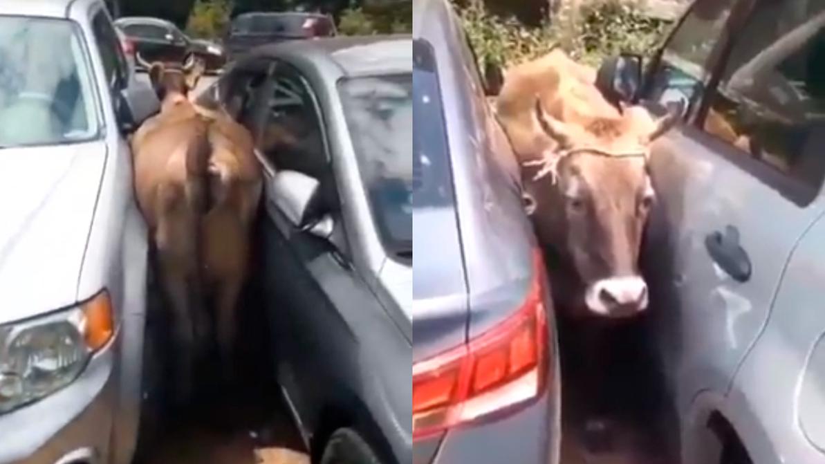 Корова застряла между машинами в Алматы