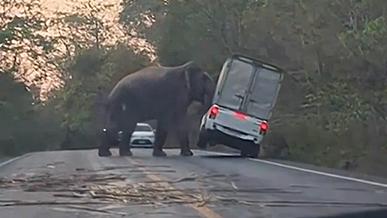 В Таиланде местный слон очень неторопливо перевернул автомобиль